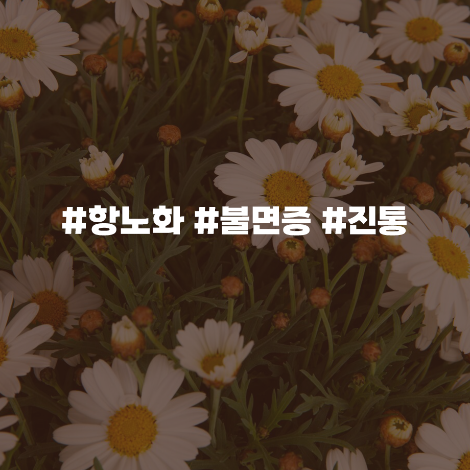 에센셜오일 카모마일저먼 Chamomile German E.O 캐모마일, 캐모마일 추천